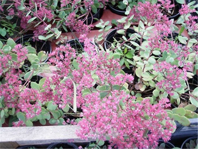 sedum