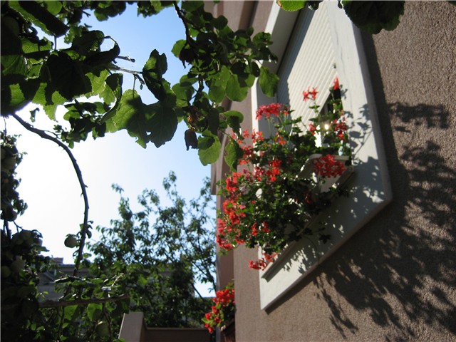 pelargonije