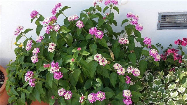 lantana