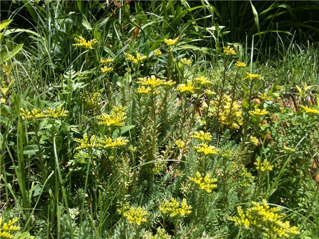sedum