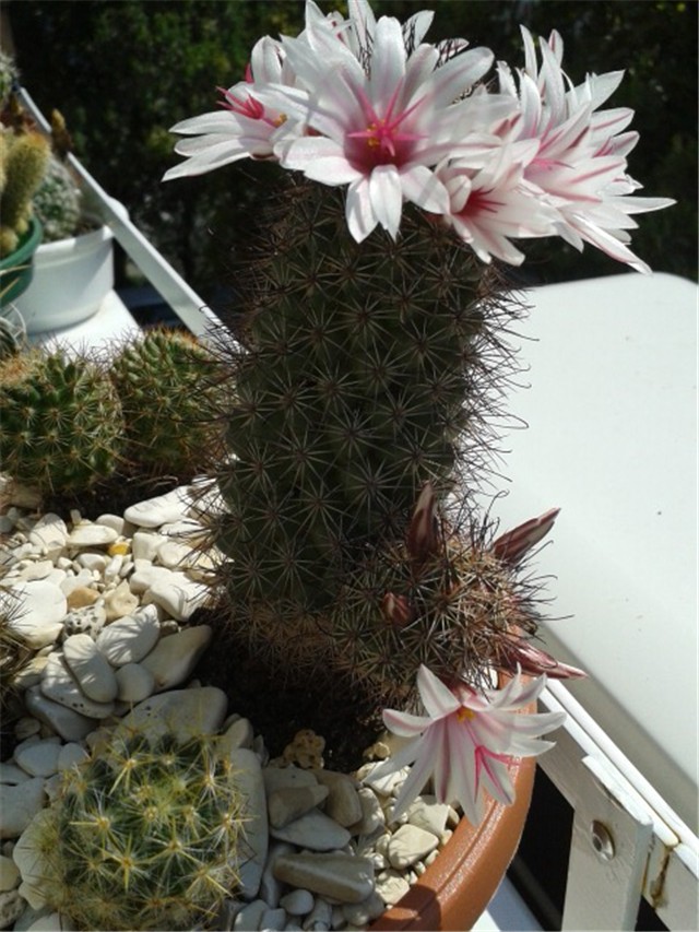 Mammillaria frailena