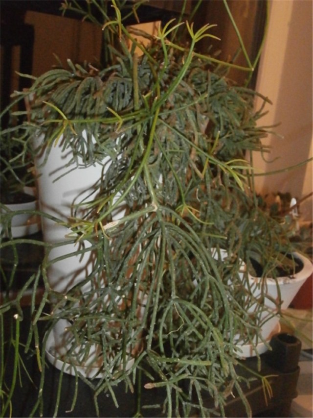 rhipsalis