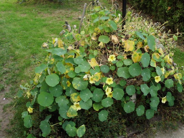 dragoljub -lat. Tropaeolum hybriden