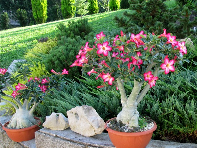 Adenium 