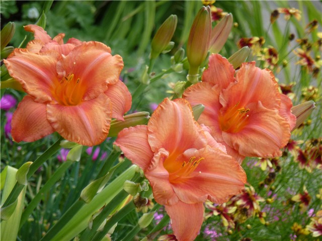 Hemerocallis South Seas