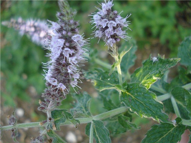 menta cvijet