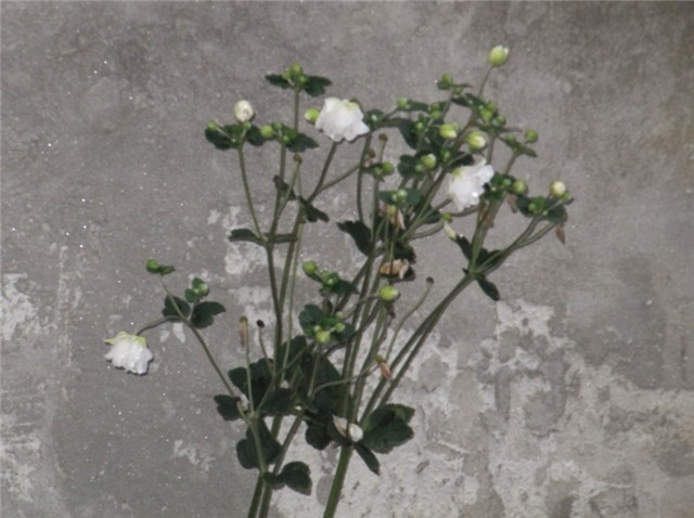 Anemone japonica