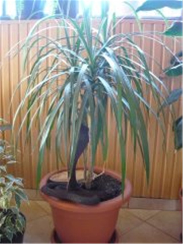 DRACENA MARGINATA