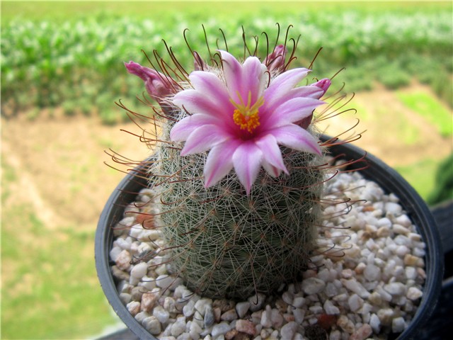 Mammillaria grahamii