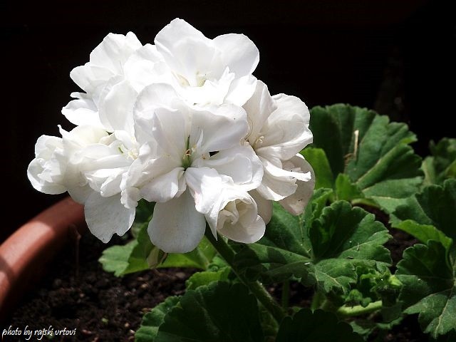 pelargonije