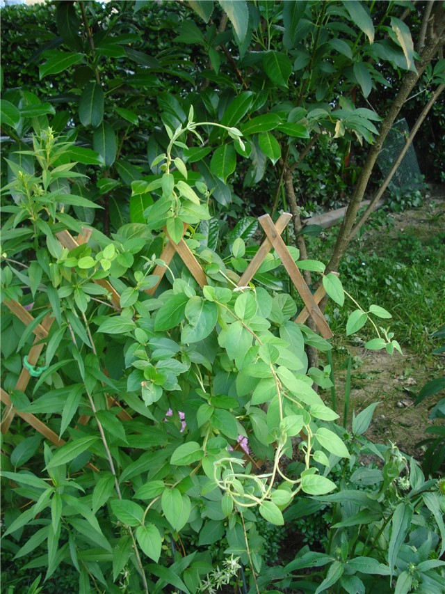Kozja krv