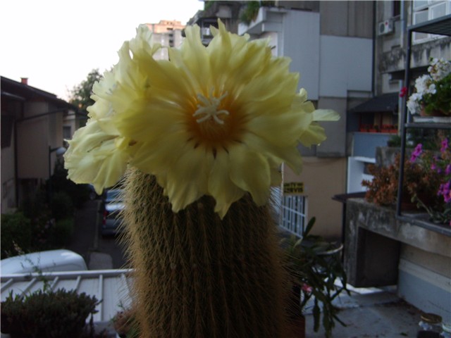 kaktusi 