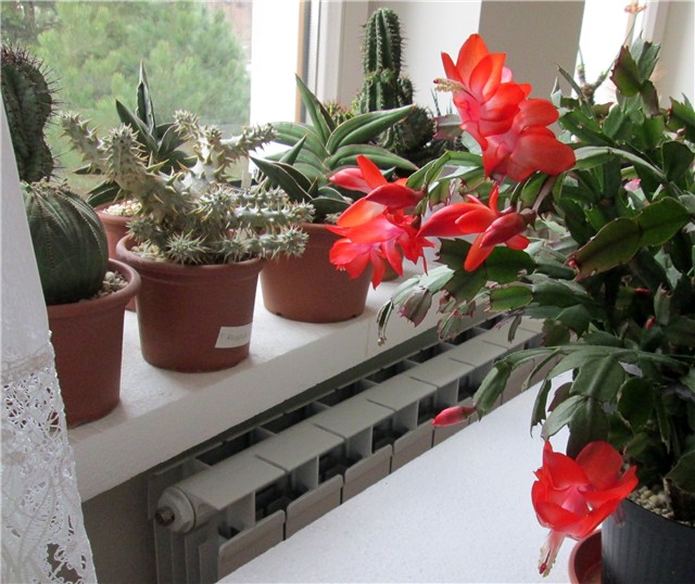 schlumbergera