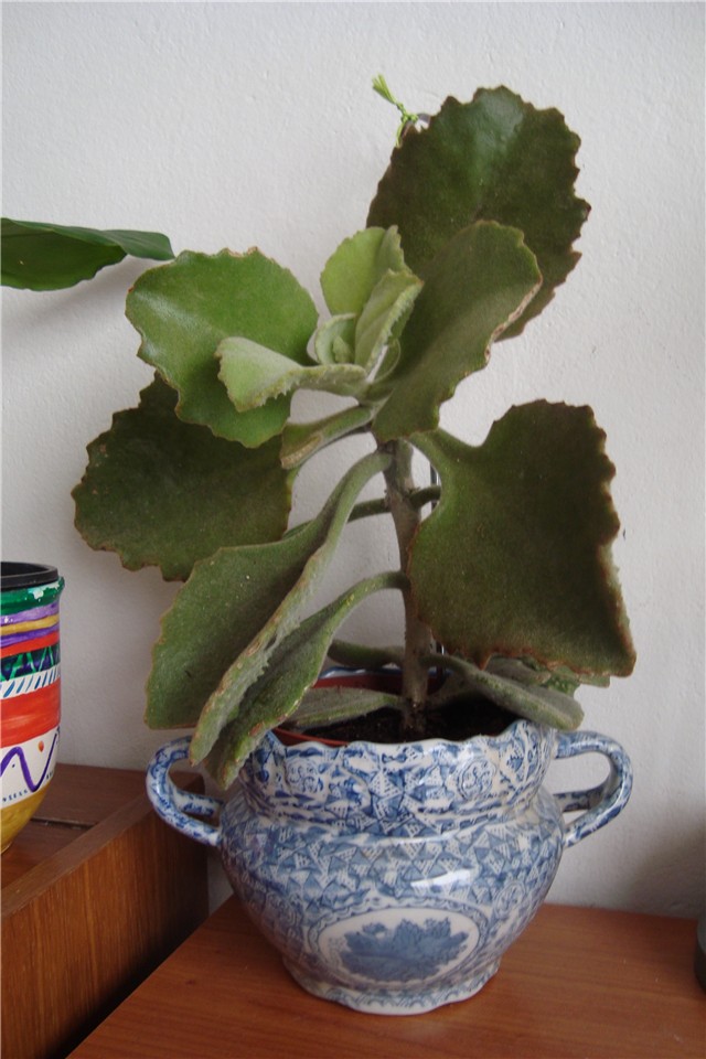 kalanchoe