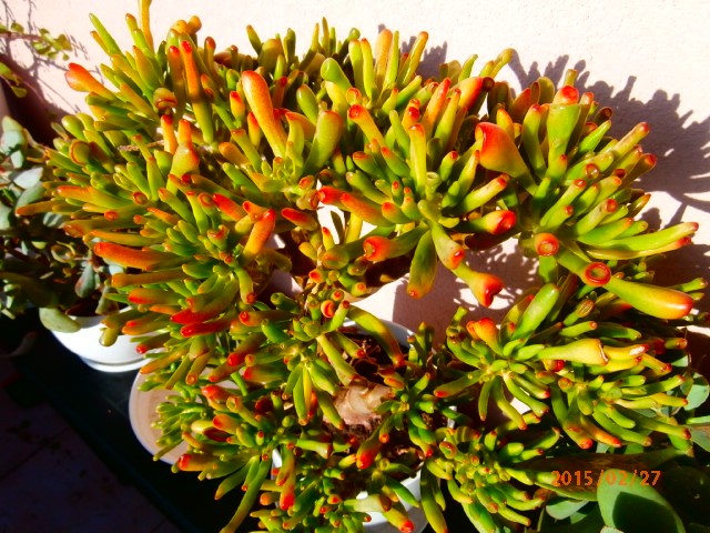 sukulenti c. golum