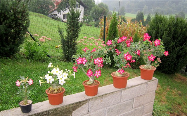 Adenium obesum