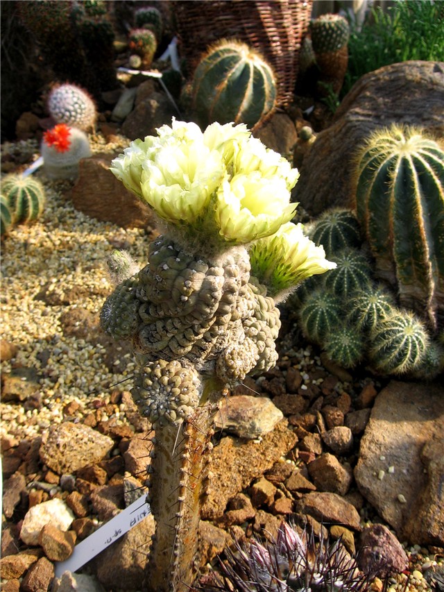 Neochilenia