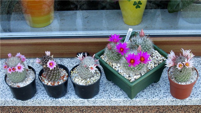 mammillaria 