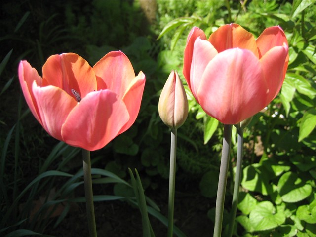 Tulipan