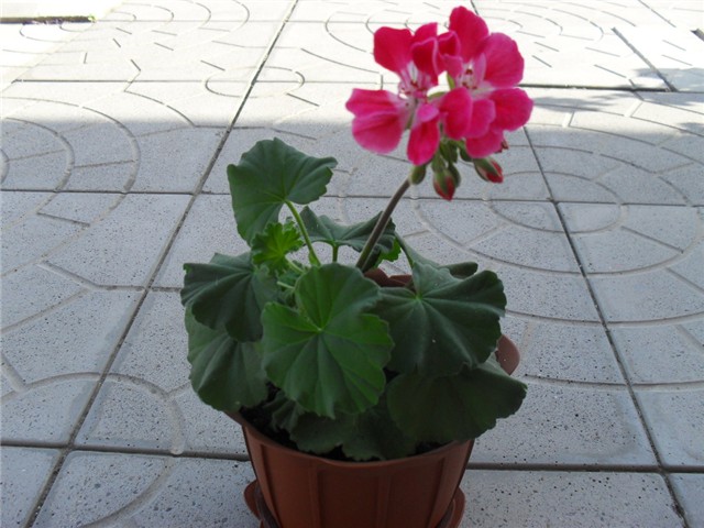 pelargonija