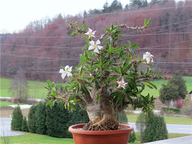 Pachypodium saundersii