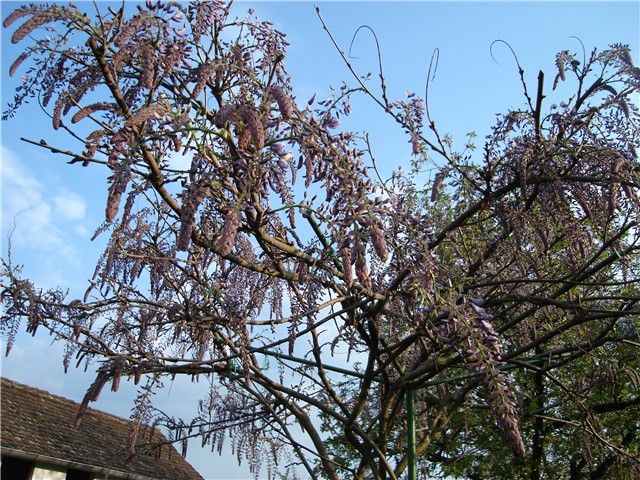 glicinija