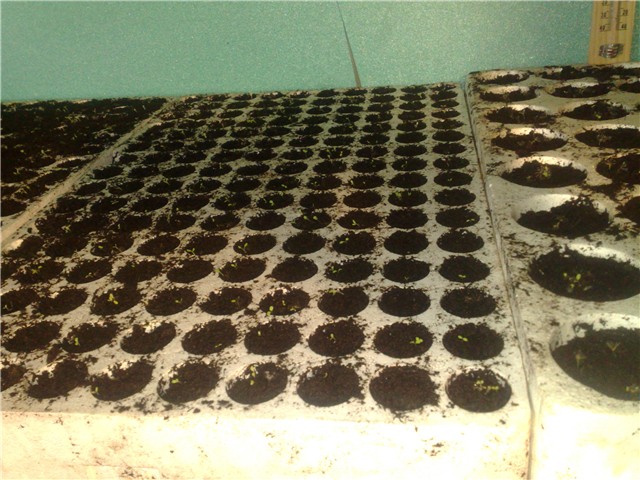 stevia klijanje