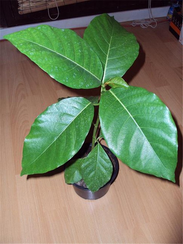 Ficus septica