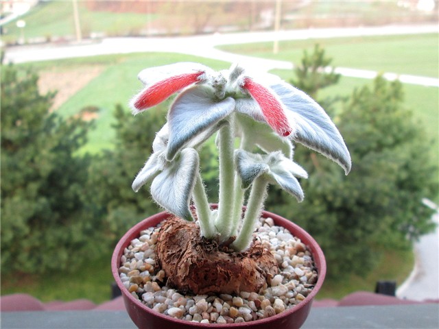 sinningia leucotricha