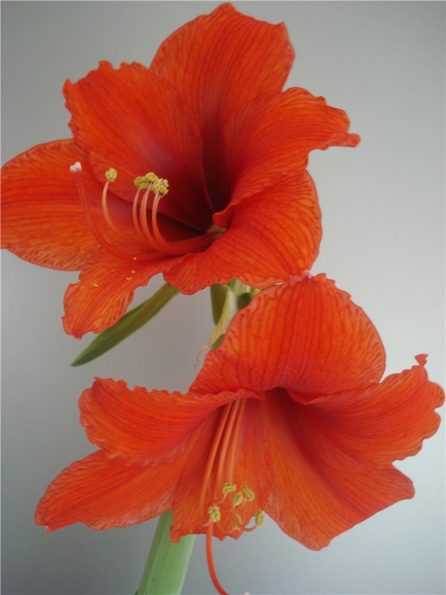 amarilis7