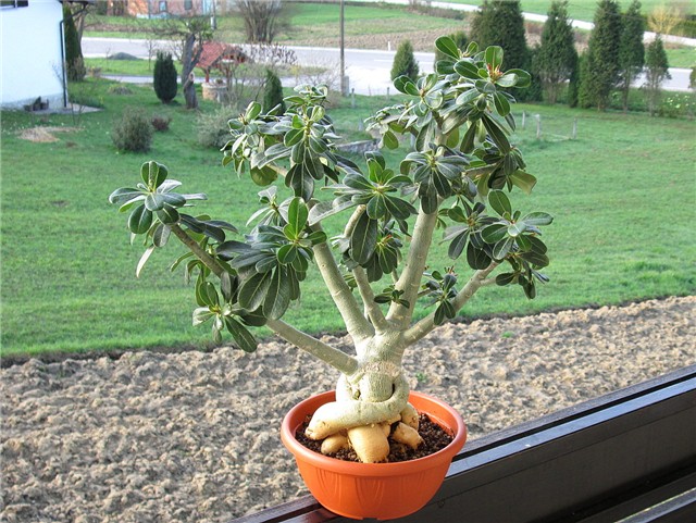 Adenium obesum
