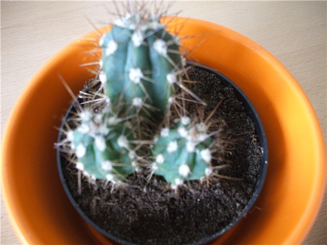 kaktus