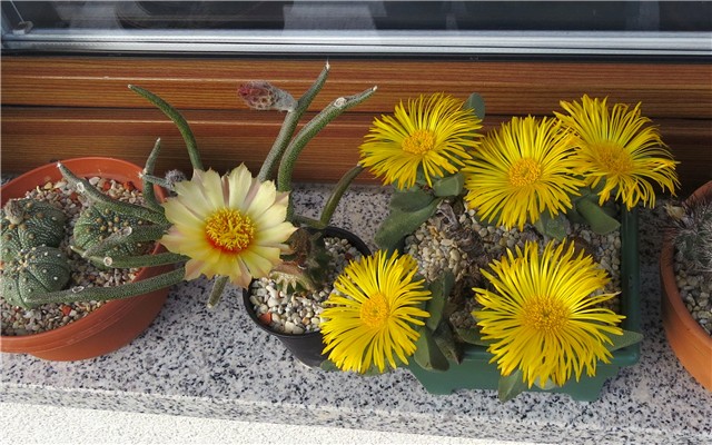 Astrophytum caput medusae                           