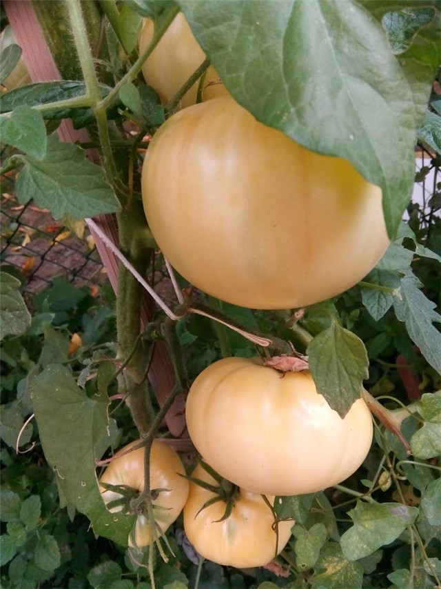 Bijela rajčica