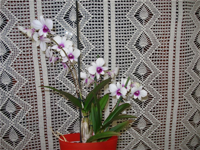 orhideja mini den-phal