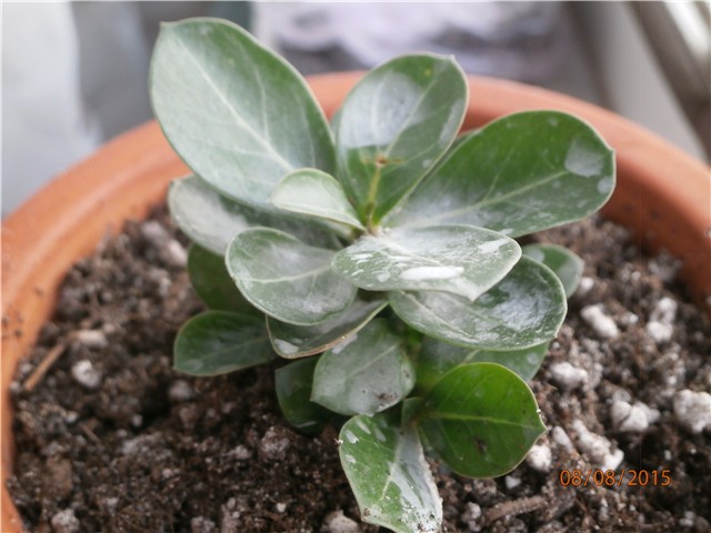 adenium mini size1