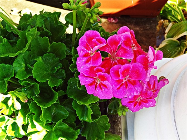 pelargonija