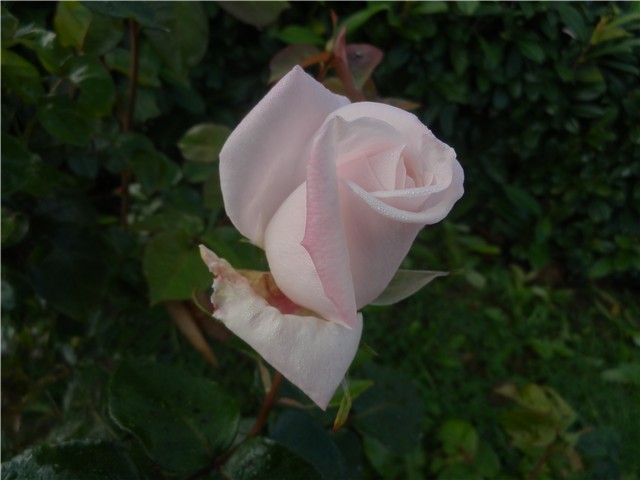 slike ruža