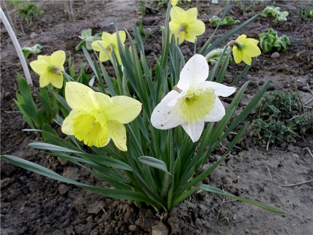 narcis1