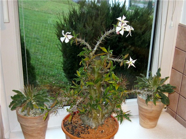 Pachypodium saundersii