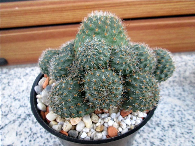 Rebutia brunnescens