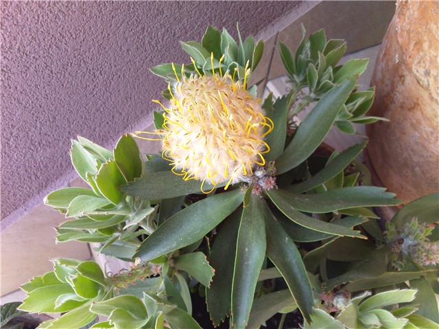 leucospermum