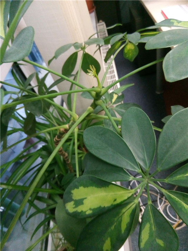 Schefflera počela tjerati novi listić