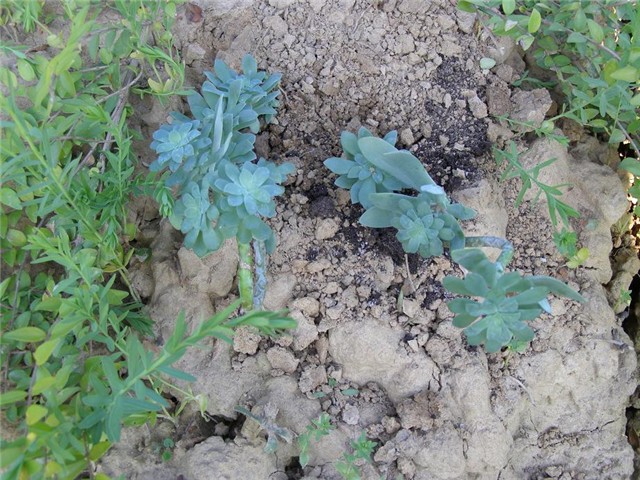 Sarin Sedum palmeri