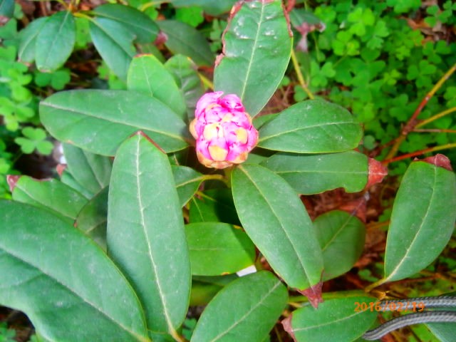 rododendron