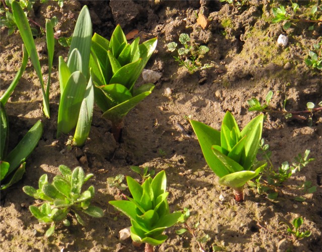 Carska kocavica