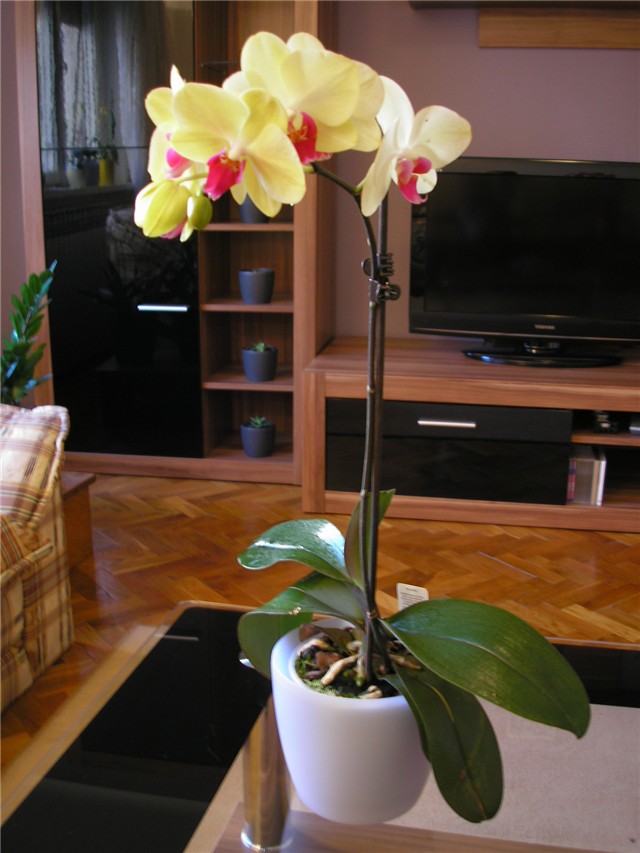Moje orhideje