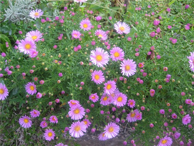 Zvjezdan (aster)