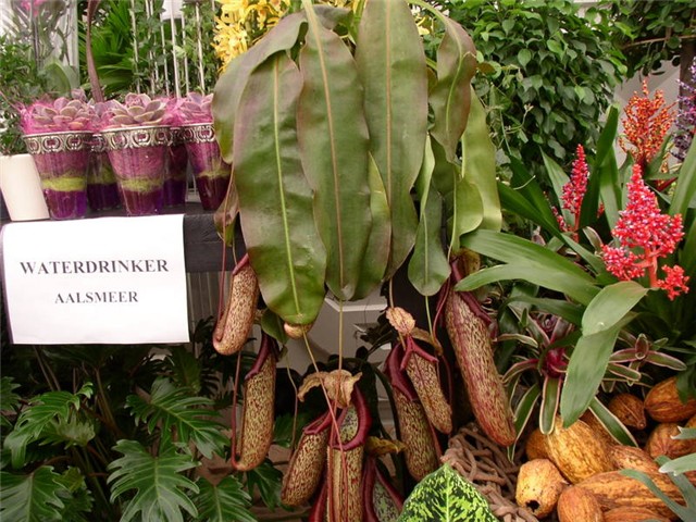 Flora Art Zagreb