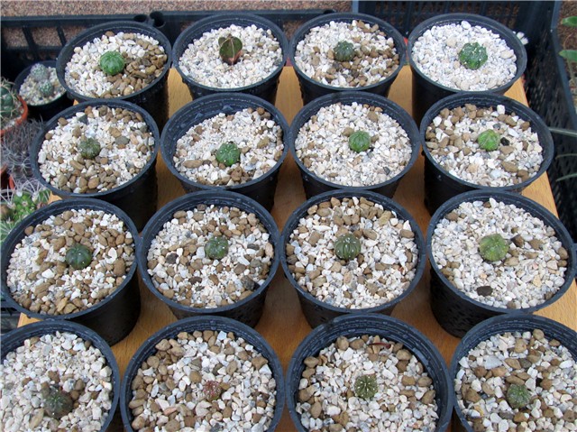astrophytum hybrids